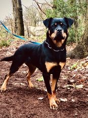 Joyce aus der Bohmter Heide Joyce aus der Bohmter Heide