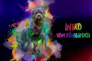 Intro vom Königsforst Intro vom Königsforst