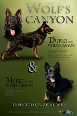 Merle von den wilden Grauen Merle von den wilden Grauen