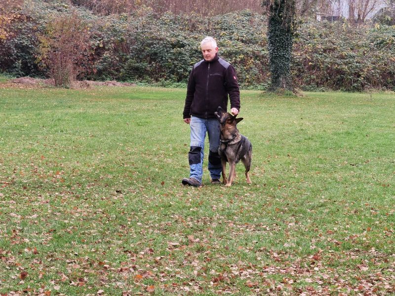 Xantiana vom KraichgauerWald workingdog