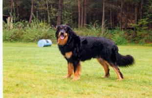 Balu vom Fürstenwall Balu vom Fürstenwall