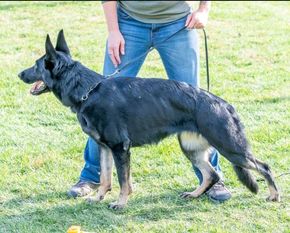 Indigo von der Beizjagd Indigo von der Beizjagd