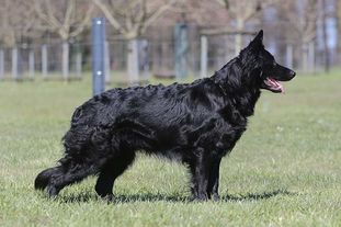 Brandy vom Weiner Drachen Brandy vom Weiner Drachen