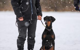 Naiki von der Schwarz Naiki von der Schwarz