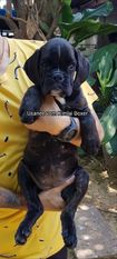 Usanee vom Kimlai Boxer Usanee vom Kimlai Boxer