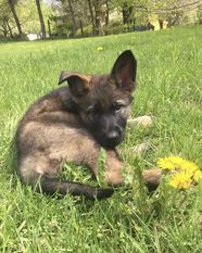 Oakley vom Adlerschrei Oakley vom Adlerschrei