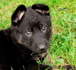 Lilith-Laska Macaregra Lilith-Laska Macaregra
