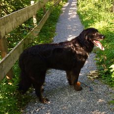 Lucky vom Schondratal Lucky vom Schondratal