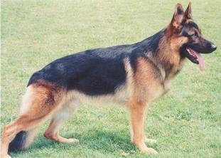 Xasko von der Roten Matter Xasko von der Roten Matter