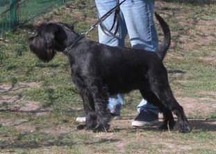 Flocke von den Black-Ranchern Flocke von den Black-Ranchern