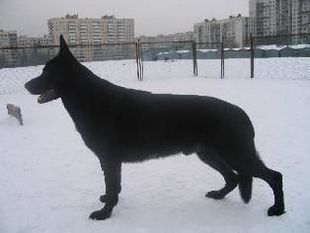 Lyutsifer de Lyutvins Lyutsifer de Lyutvins