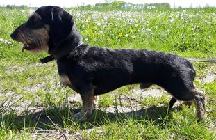 Mein Letzter-Mungo vom Tannenhof Mein Letzter-Mungo vom Tannenhof