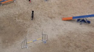 Hummelchen vom reinen Kristall Hummelchen vom reinen Kristall