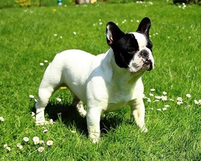 Excalibur Tilly von Lohn Excalibur Tilly von Lohn