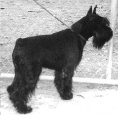 Brando von der Spitzenstadt Brando von der Spitzenstadt