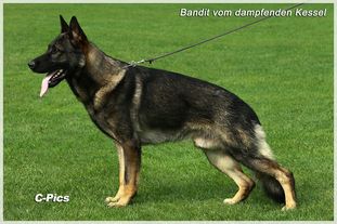 Bandit vom dampfenden Kessel Bandit vom dampfenden Kessel