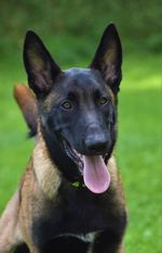 D'Hades Ginger Dogs Eruption D'Hades Ginger Dogs Eruption