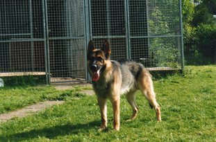 Condor von Halk Condor von Halk