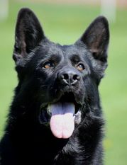 Car Ziva dog Family Car Ziva dog Family