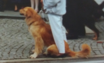 dog image background