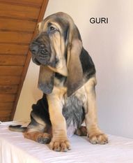 Guri z Podjeřmanské skály Guri z Podjeřmanské skály
