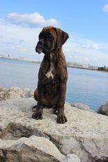 Grace Kelly European K9 training base Grace Kelly European K9 training base
