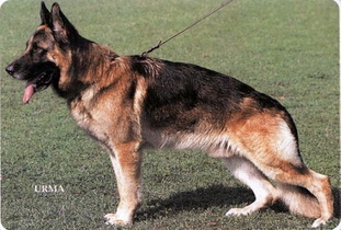 Wobo vom Lärchenhain Wobo vom Lärchenhain