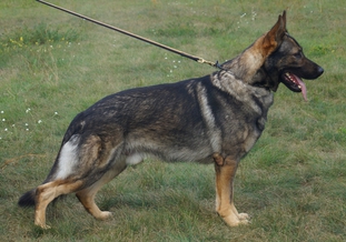 Duke vom Spektefeld Duke vom Spektefeld