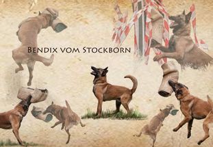 Bendix vom Stockborn Bendix vom Stockborn