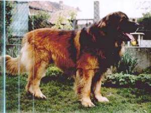 Deamaranthus Ramsay Deamaranthus Ramsay
