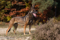 Pirro le Serviteur Puissant