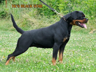 TK's Black Star TK's Black Star
