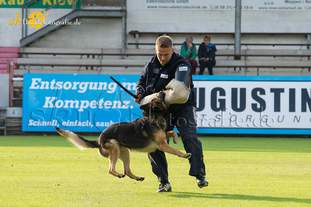 Odin vom Padberg Odin vom Padberg