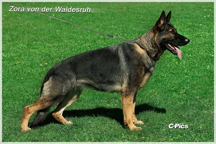 Zora von der Waldesruh Zora von der Waldesruh