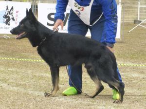Ramses von Brand Schwanen Ramses von Brand Schwanen