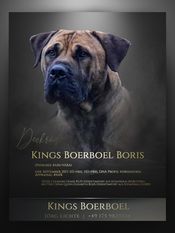 Kings Boerboel Boris Kings Boerboel Boris