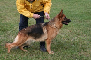 Vickina von der Kahler Heide Vickina von der Kahler Heide