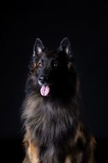 Aragon Perro de la Casa Negra Aragon Perro de la Casa Negra