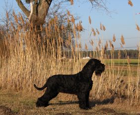 Miley von Blackmoore Miley von Blackmoore