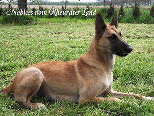 Nobless vom Rheurdter Land Nobless vom Rheurdter Land