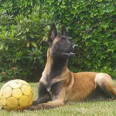Working Malinois Eigil Working Malinois Eigil