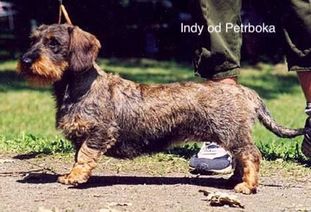 Indy od Petrboka Indy od Petrboka
