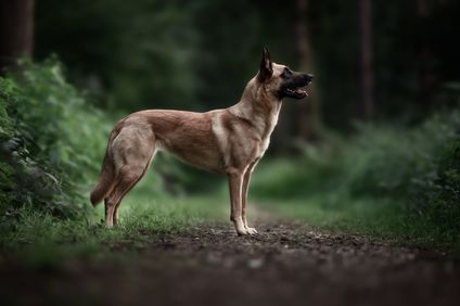 Pandora des Guerriers D'Hades