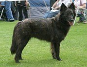 Stemma's Aitoo-Xaya Stemma's Aitoo-Xaya