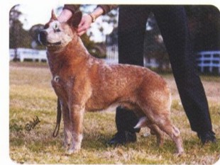 Arakoon True Red Ozzie Arakoon True Red Ozzie