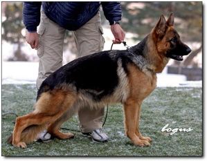 Pipa of Hallelujah Kennel Pipa of Hallelujah Kennel