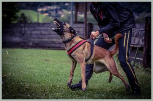 Brianna vom Giannioti Sports Dog Brianna vom Giannioti Sports Dog