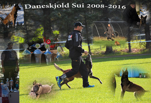 Daneskjold Sui Daneskjold Sui