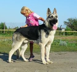 Velikiy Knyaz Rusi Velikiy Knyaz Rusi