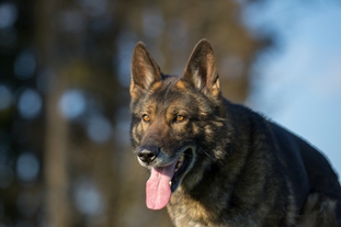 Ares vom Patscherkofel Ares vom Patscherkofel